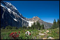 Alpine meadow at the base of Mt Edith Cavell. Jasper National Park, Canadian Rockies, Alberta, Canada