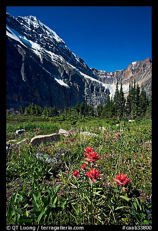 Alpine meadow and Paintbrush below Mt Edith Cavell. Jasper National Park, Canadian Rockies, Alberta, Canada