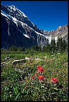 Alpine meadow and Paintbrush below Mt Edith Cavell. Jasper National Park, Canadian Rockies, Alberta, Canada