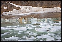 Icebergs in glacial lake and Cavell Glacier. Jasper National Park, Canadian Rockies, Alberta, Canada