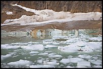 Icebergs in glacial lake and Cavell Glacier. Jasper National Park, Canadian Rockies, Alberta, Canada (color)