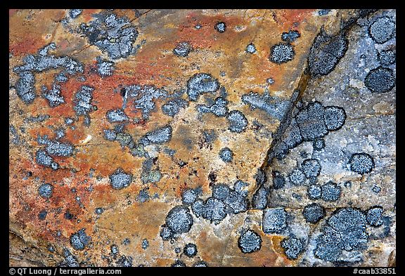 Close-up of rock with lichen. Jasper National Park, Canadian Rockies, Alberta, Canada