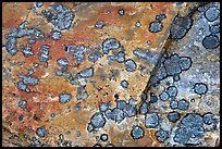 Close-up of rock with lichen. Jasper National Park, Canadian Rockies, Alberta, Canada (color)