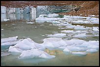 Icebergs, glacial pond, and Cavell Glacier front. Jasper National Park, Canadian Rockies, Alberta, Canada