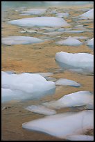 Icebergs and golden reflections from Mt Edith Cavell. Jasper National Park, Canadian Rockies, Alberta, Canada (color)