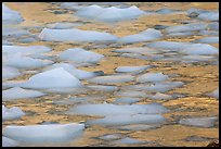 Close-up of icebergs floating in reflected yellow light. Jasper National Park, Canadian Rockies, Alberta, Canada (color)