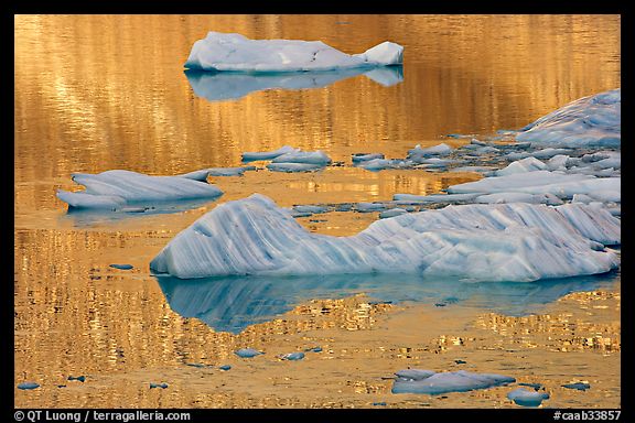 Icebergs and gold reflections, Cavel Pond. Jasper National Park, Canadian Rockies, Alberta, Canada