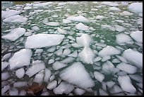 Iceberg tile, Cavell Pond. Jasper National Park, Canadian Rockies, Alberta, Canada ( color)