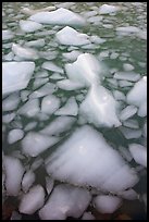 Tile of icebergs, Cavel Pond. Jasper National Park, Canadian Rockies, Alberta, Canada