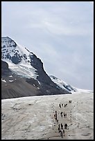 Athabasca Glacier with people in delimited area. Jasper National Park, Canadian Rockies, Alberta, Canada