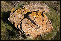 Rock with lichen lying in grass, Dinosaur Provincial Park. Alberta, Canada (color)