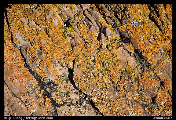 Detail of lichen on rock, Dinosaur Provincial Park. Alberta, Canada (color)