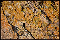 Detail of lichen on rock, Dinosaur Provincial Park. Alberta, Canada