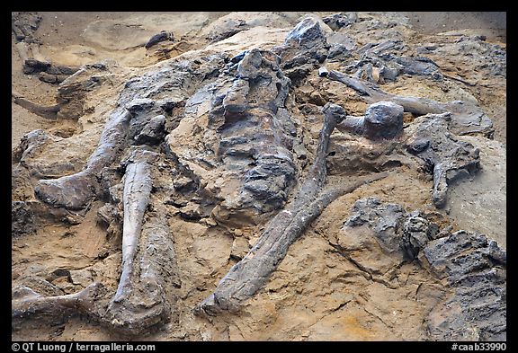 Dinosaur fossils, Dinosaur Provincial Park. Alberta, Canada (color)