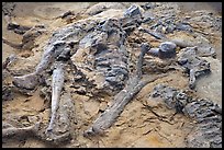 Dinosaur fossils, Dinosaur Provincial Park. Alberta, Canada