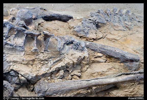 Dinosaur bones, Dinosaur Provincial Park. Alberta, Canada (color)