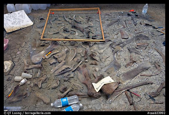 Dinosaur fossil excavation site, Dinosaur Provincial Park. Alberta, Canada (color)