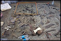 Dinosaur fossil excavation site, Dinosaur Provincial Park. Alberta, Canada (color)