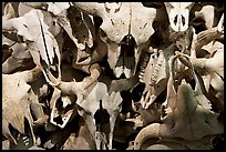 Buffalo skulls, Head-Smashed-In Buffalo Jump. Alberta, Canada