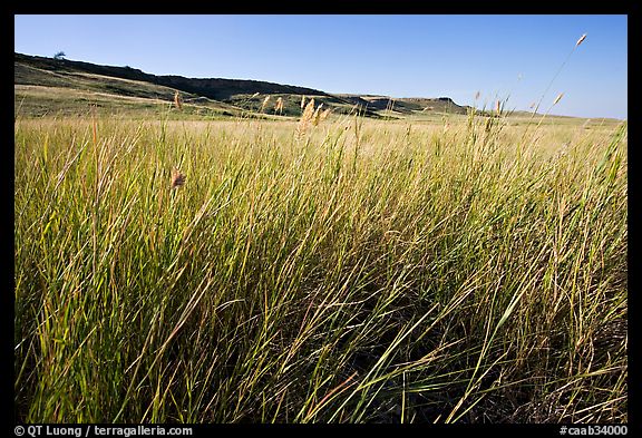 Tall prairie grasses with cliff in the distance,  Head-Smashed-In Buffalo Jump. Alberta, Canada (color)