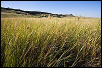 Tall prairie grasses with cliff in the distance,  Head-Smashed-In Buffalo Jump. Alberta, Canada