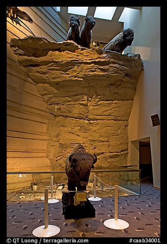 Interpretative center exhibit, Head-smashed-In Buffalo Jump. Alberta, Canada (color)