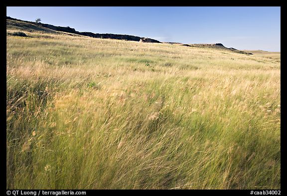 Tall prairie grasses blown by wind and cliff, Head-Smashed-In Buffalo Jump. Alberta, Canada