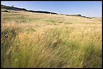 Tall prairie grasses blown by wind and cliff, Head-Smashed-In Buffalo Jump. Alberta, Canada (color)