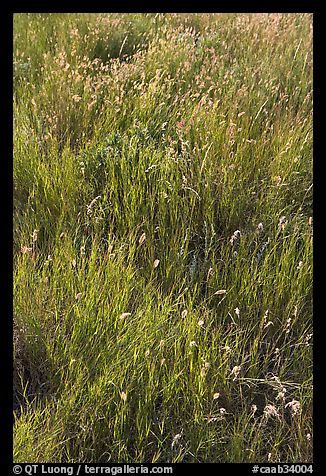 Prairie Grass. Alberta, Canada