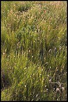 Prairie Grass. Alberta, Canada ( color)