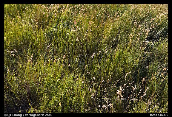 Prairie Grasses. Alberta, Canada (color)