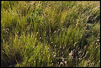 Prairie Grasses. Alberta, Canada