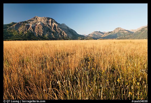 Tall grass prairie and mountains. Waterton Lakes National Park, Alberta, Canada (color)