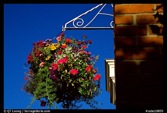 Hanging basket of flowers. Victoria, British Columbia, Canada (color)
