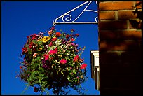 Hanging basket of flowers. Victoria, British Columbia, Canada (color)