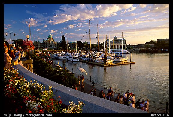 Flowers and Inner Harbour at sunset. Victoria, British Columbia, Canada