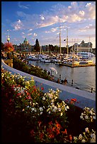 Flowers and Inner Harbour at sunset. Victoria, British Columbia, Canada
