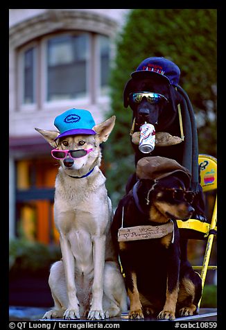 Two performing dogs. Victoria, British Columbia, Canada