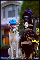 Two performing dogs. Victoria, British Columbia, Canada (color)
