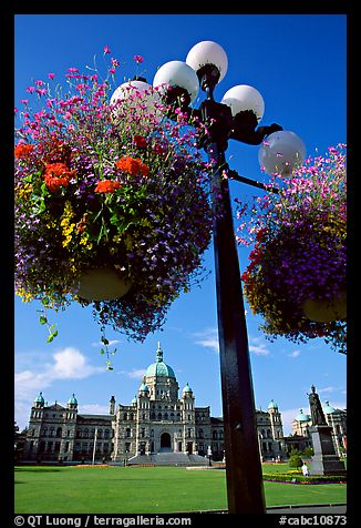 Baskets of flowers suspended from lamp post with parliament in the background. Victoria, British Columbia, Canada