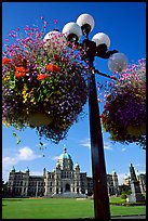 Baskets of flowers suspended from lamp post with parliament in the background. Victoria, British Columbia, Canada