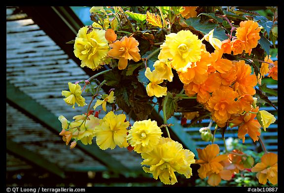 Hanging baskets of begonias. Butchart Gardens, Victoria, British Columbia, Canada