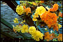 Hanging baskets of begonias. Butchart Gardens, Victoria, British Columbia, Canada (color)