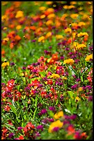 Colorful annuals with out of focus background. Butchart Gardens, Victoria, British Columbia, Canada