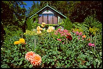 Dalhias and cabin. Butchart Gardens, Victoria, British Columbia, Canada ( color)