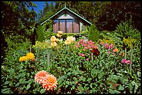 Dalhias and cabin. Butchart Gardens, Victoria, British Columbia, Canada (color)