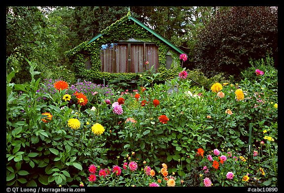 Dalhias and cabin. Butchart Gardens, Victoria, British Columbia, Canada