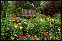 Dalhias and cabin. Butchart Gardens, Victoria, British Columbia, Canada (color)