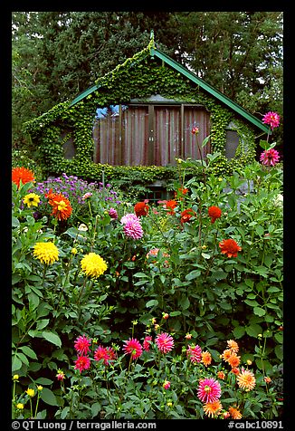 Dalhias and cabin. Butchart Gardens, Victoria, British Columbia, Canada (color)