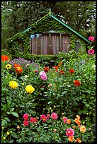 Dalhias and cabin. Butchart Gardens, Victoria, British Columbia, Canada (color)